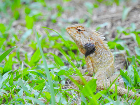 Oriental Garden Lizard sitting on the green grass