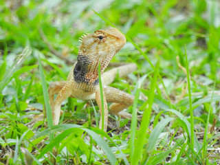 Oriental Garden Lizard sitting on the green grass
