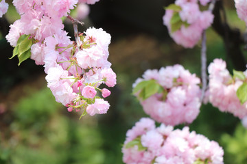 さくら　八重桜