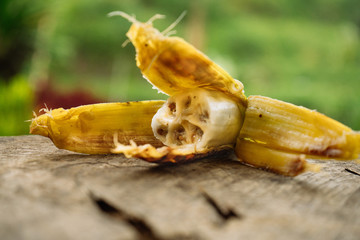 Musa balbisiana, A wild banana with seeds