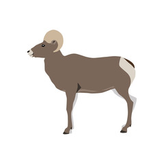 Vector illustration of standing bighorn sheep isolated on white background