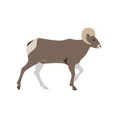 Vector illustration of walking bighorn sheep isolated on white background