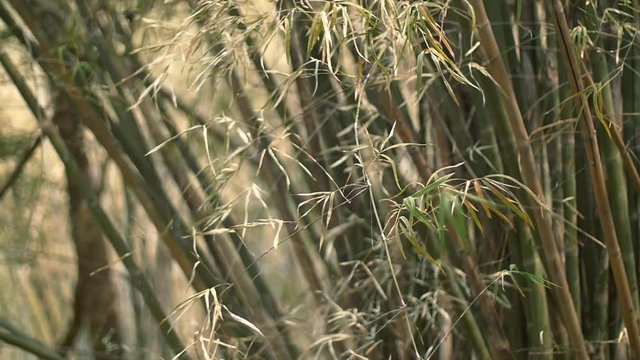 bamboo leaf weaving in aaa bamboo jungle