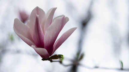 Pink magnolia flower on the spring time © siewwy84