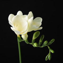 Beautiful freesia with fragrant flowers on black background