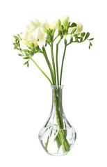 Bouquet of fresh freesia flowers in vase isolated on white