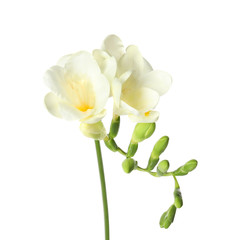 Naklejka na ściany i meble Beautiful freesia with fragrant flowers on white background