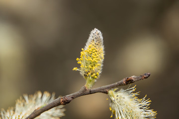 Willow Flowers in Bloom in Springtime