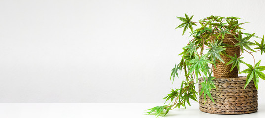 Decorative cannabis plant in diy pot on wicker box