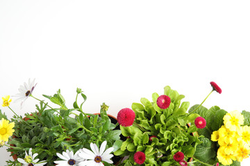 Different blooming flowers on white background, top view. Home gardening