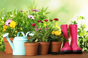 Potted blooming flowers and gardening equipment on wooden table outdoors