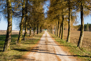 Cmentarz muzułmański - mizar w Bohonikach, Polska, Podlasie © podlaski49