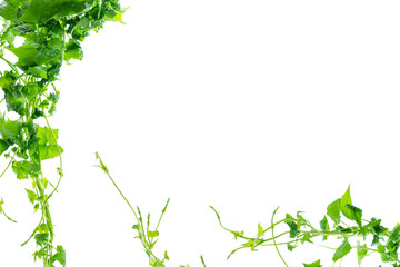 Fototapeta premium Green leaves twisted vines liana plant frame and border isolated on white background
