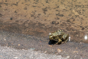 Frogs in their natural habitat.