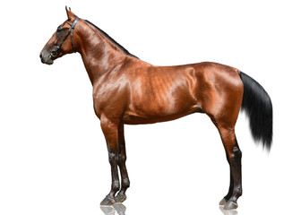 The powerfull bay horse trotter breed  standing isolated on white background. Side view