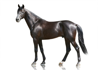 The beautiful black powerfull thoroughbred stallion standing isolated on white background. Side view
