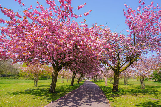 Blooming pink trees in the spring sunshine