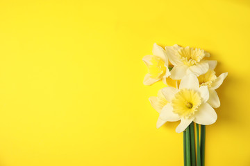 Bouquet of daffodils on color background, top view with space for text. Fresh spring flowers