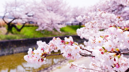 高田川の桜並木