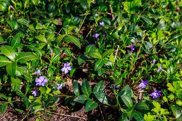 Blue periwinkle (vinca minor) in a garden