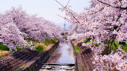 高田川の桜並木