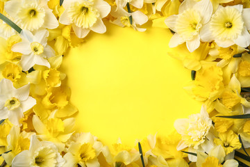Fototapeta na wymiar Flat lay composition with daffodils and space for text on color background. Fresh spring flowers