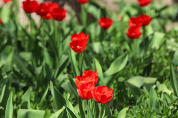 Obraz premium Many beautiful tulips in garden on sunny day. Blooming spring flowers