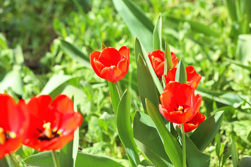 Many beautiful tulips in garden on sunny day. Blooming spring flowers