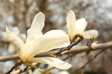 Fototapeta na wymiar Closeup view of beautiful magnolia flower outdoors. Awesome spring blossom