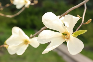 Obraz na płótnie Canvas Magnolia tree branch with beautiful flowers outdoors, closeup. Awesome spring blossom