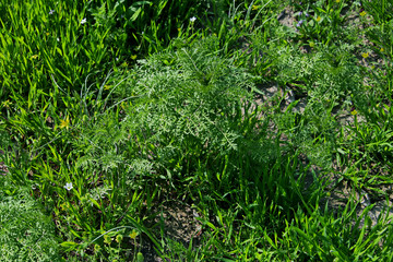 Obraz premium Трава