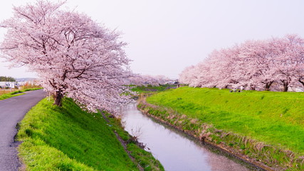佐保川の桜並木