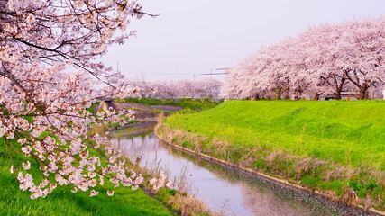佐保川の桜並木