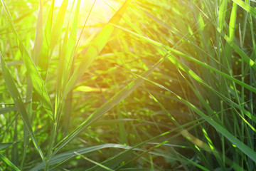 Close-up of green grass in summer, with instagram style filter