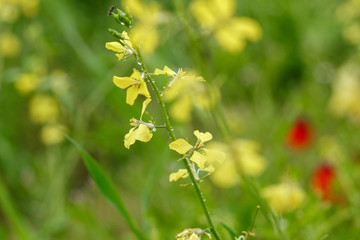 Yellow macro flower with the rain on it with the green grass background. small GRIP