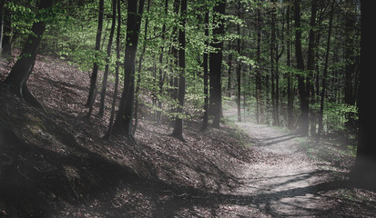 Waldweg Spazierweg im Wald mit Bodennebel