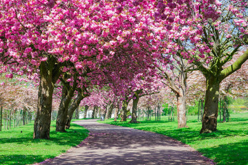 Fototapeta na wymiar Blooming pink trees in the spring sunshine
