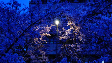 街灯に照らされた夜桜