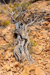 Nearly dead dry tree at Yardie Creek in the Cape Range National Park Australia