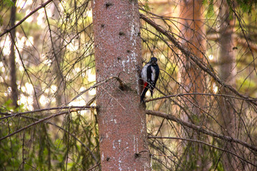 woodpecker
