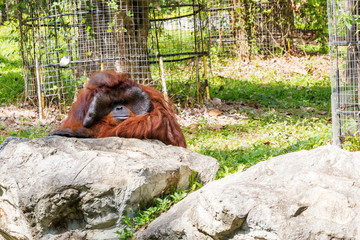 The adult male of the Dominant male orangutan