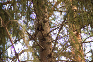squirrel