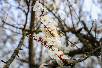 Blossoming on a background of blue sky