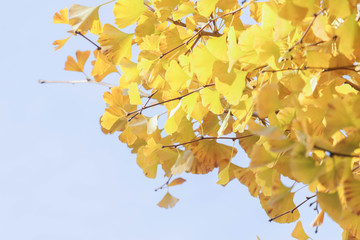 ginkgo leave in autumn season Japan