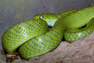 Green snake on the rock, dangerous for people