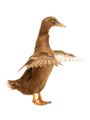 brown duck isolated on white background
