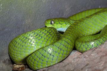 Green snake on the rock, dangerous for people