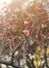 Blurred pink colour flower in a garden with bokeh background