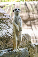 Fototapeta premium The Suricata suricatta or meerkat stand up on the rock