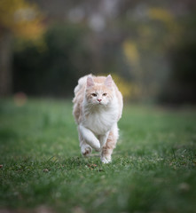 Naklejka na ściany i meble front view of a cream tabby maine coon cat running towards camera looking at camera